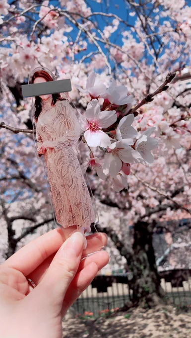 ジャニーズのうちわやアクスタと撮ってる女の子の横で撮った桜と私 