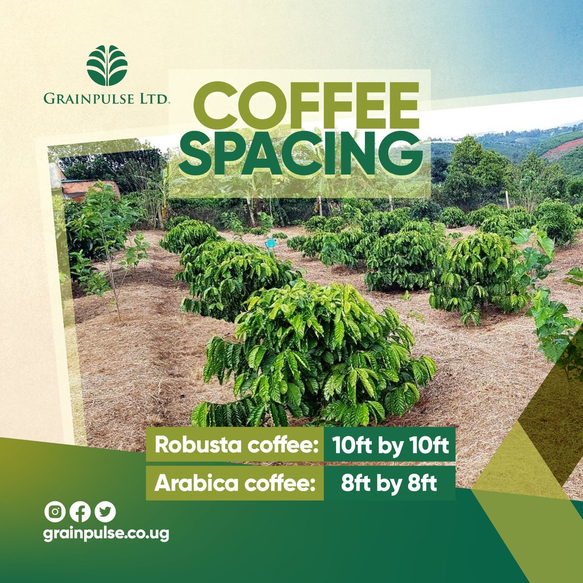 GrainpulseUG's tweet photo. Did you know? Robusta coffee spacing is different from Arabica coffee spacing. The holes for both should be 2 feet long and 2 feet deep.
#coffeeGrowing #Grainpulse https://t.co/8xEm7vHHdl