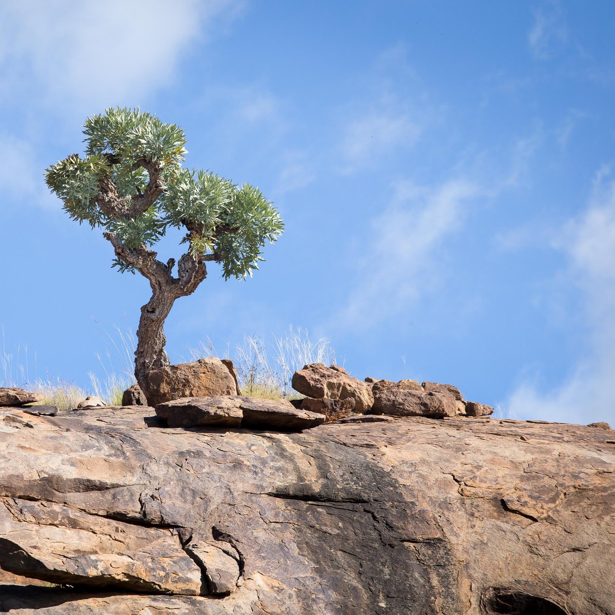 SANParksMZNP's tweet photo. The most photographed tree in #MountainZebraNationalPark📸Tsondru Chris Jardine #Cradock #LiveYourWild @SANParks https://t.co/bQwpDIQu08