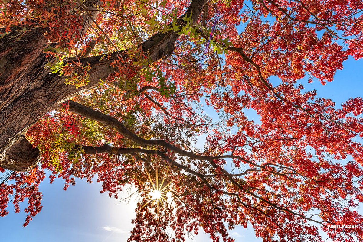 Anesslinger's tweet photo. Schöner #Herbst in #Berlin!

---
© https://t.co/0KrSssIew6
---

#Fotografie  #NaturePhotography #naturelover #MotherNature #photographer #travelphotography #tourism #travel #earthpix https://t.co/XvfAWdlOI3