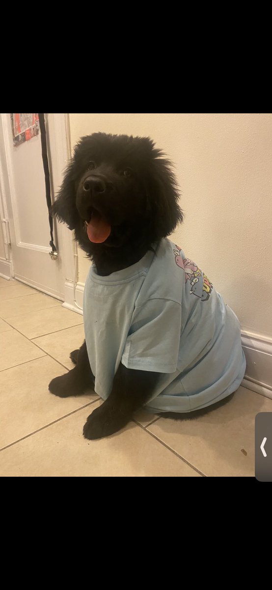 kellysnclair's tweet photo. @nidhiart Oh, and I have a dog so I hope her Mario / Yoshi t-shirt is still 🙂vibes ❤️ https://t.co/rPkGGLebFg