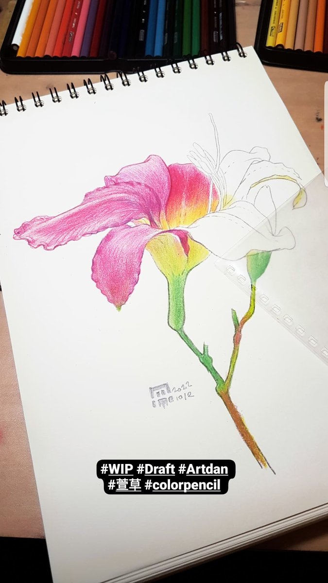 2006danny1's tweet photo. #WIP #Draft #Artdan
#colorpencil #illustration
#flower #plantdrawing #plantlove
#萱草 https://t.co/gw2FEild6D