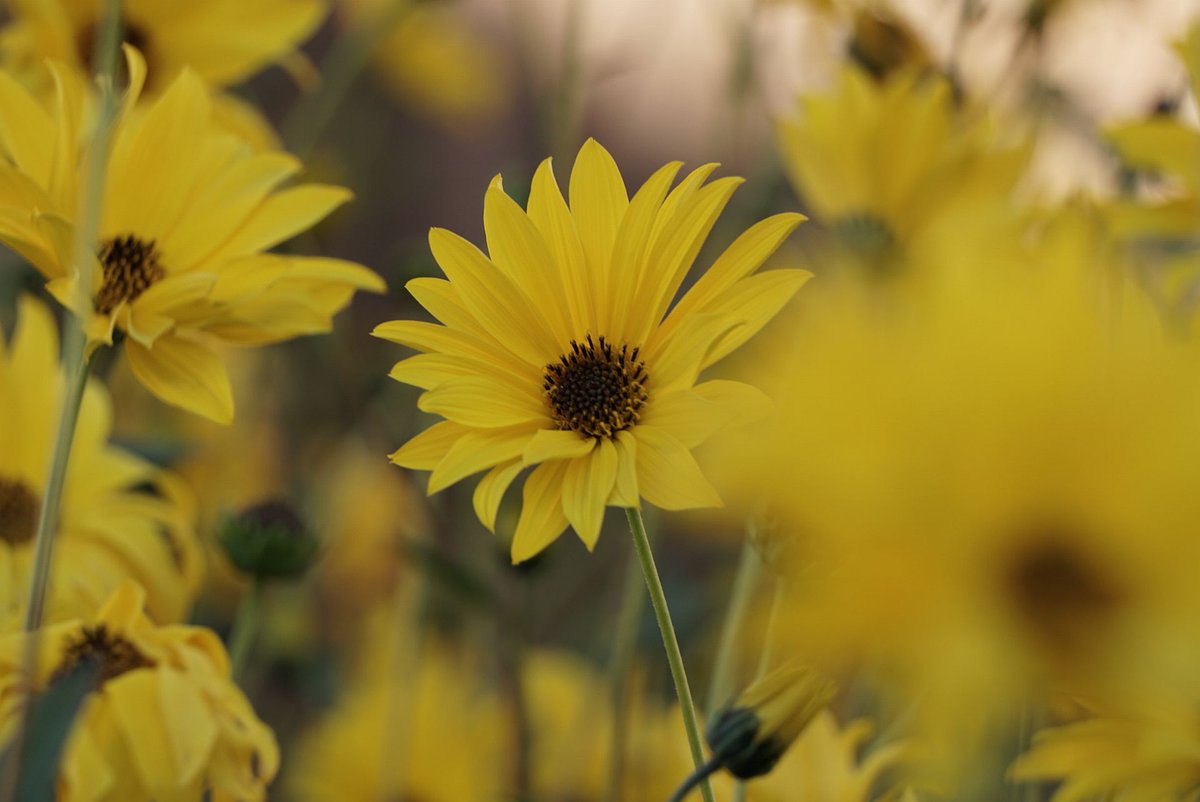 🥰
#NaturePhotography  #photography #FlowerPhotography #Flowers #Naturelover #NatureBeauty  #macrophotography  #gardening #nature #garden #TwitterNatureCommunity #Peace