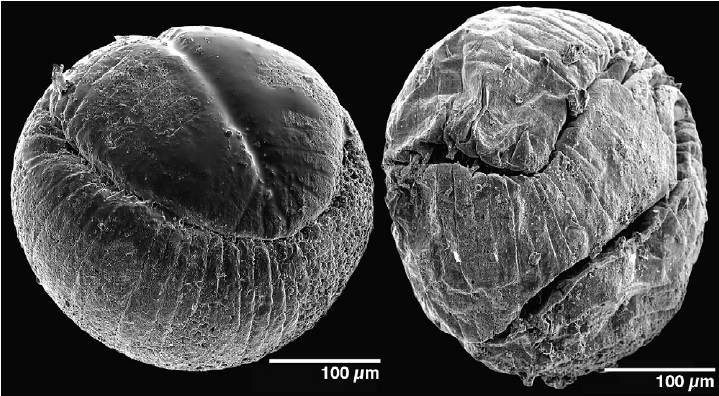 ngarland's tweet photo. Scientists have found a 500-million-year-old worm embryo in China. While fossils of soft body parts are incredibly rare, this specimen has preserved muscle tissue and brain matter. Image shows tiny worm embryo rolled up.

https://t.co/FwySCUvBaC

#fossils #paleontology https://t.co/UMW6YQAiGY