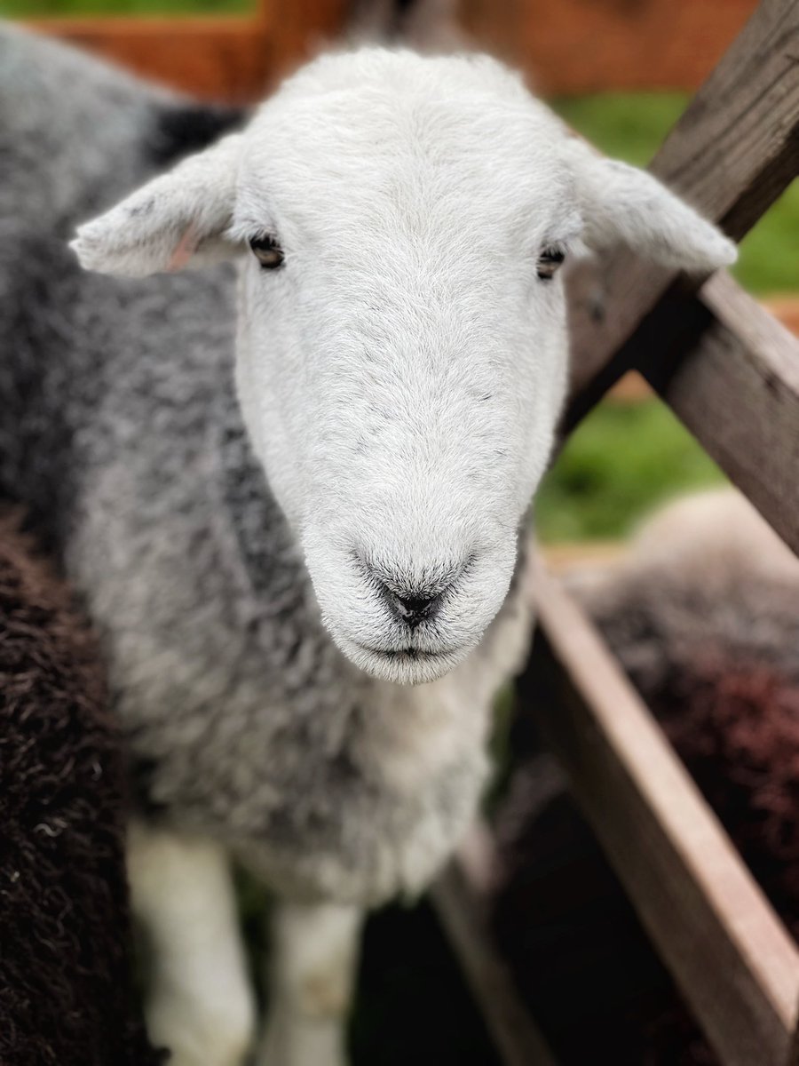 Nipper100's tweet photo. A couple of photos of #herdwicks #herdies at the #wasdaleshow at the weekend with @MrWetwood no sheep were worried either https://t.co/iHolz1DcCa