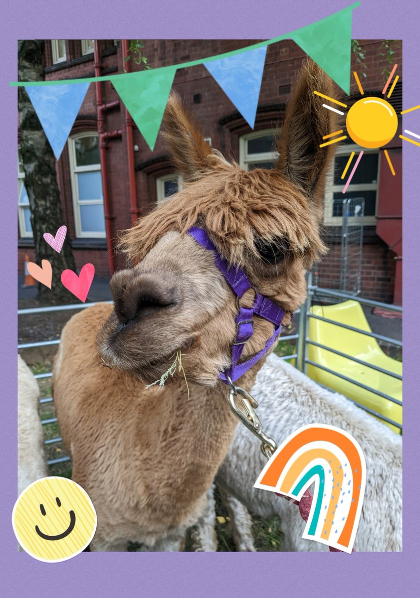 BCH_RB_Play's tweet photo. Nothing says #PlayInHospital more than a lovely visit from these three alpacas. ❤️🧡💛💚💙💜🤎🖤
#PlaySpecialist #BirminghamChildrensHospital. https://t.co/VsfkhHpjyu