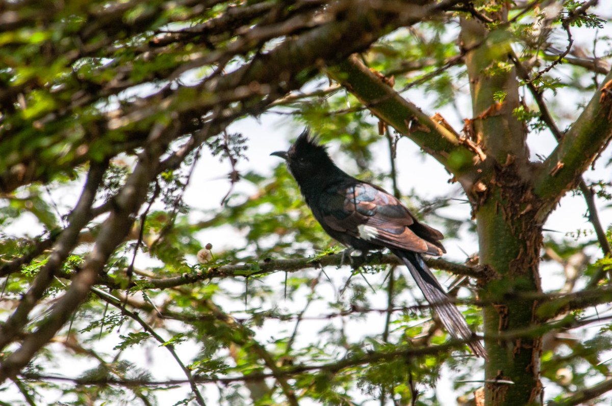 paulobuna's tweet photo. 85. Levaillant's cuckoo (Clamator levaillantii)
#BirdsOfRongai #BirdWatching #BirdsOfKenya #BirdingTherapy #Birds #birdphotography #birdingathome https://t.co/WUlk0cG56c
