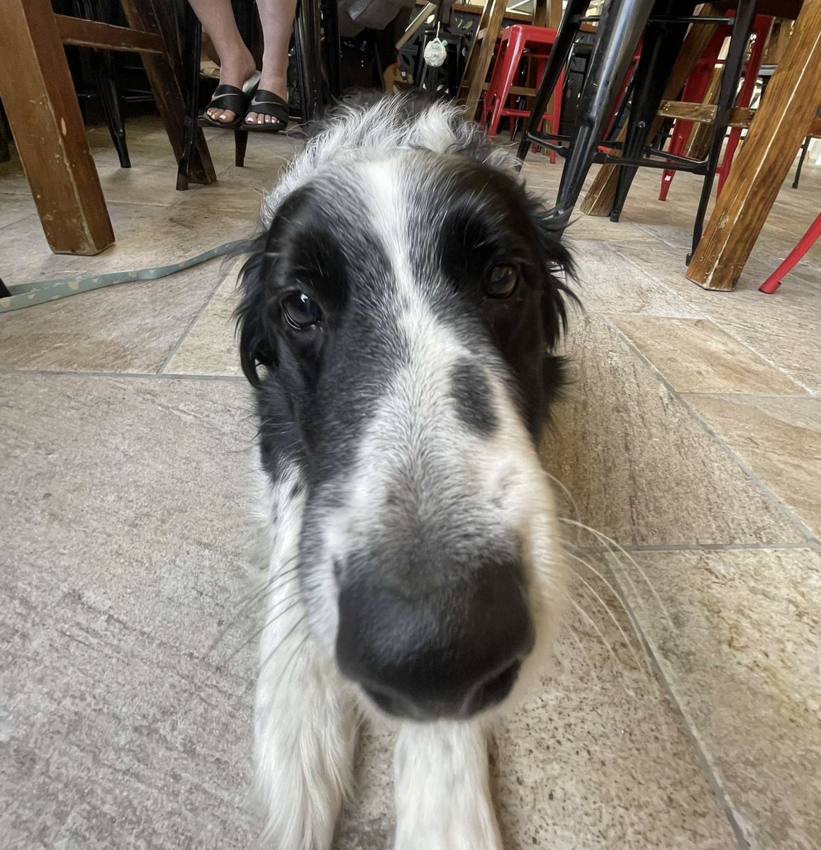 I asked my dog if I could take photos of her, this is how they turned out 😍