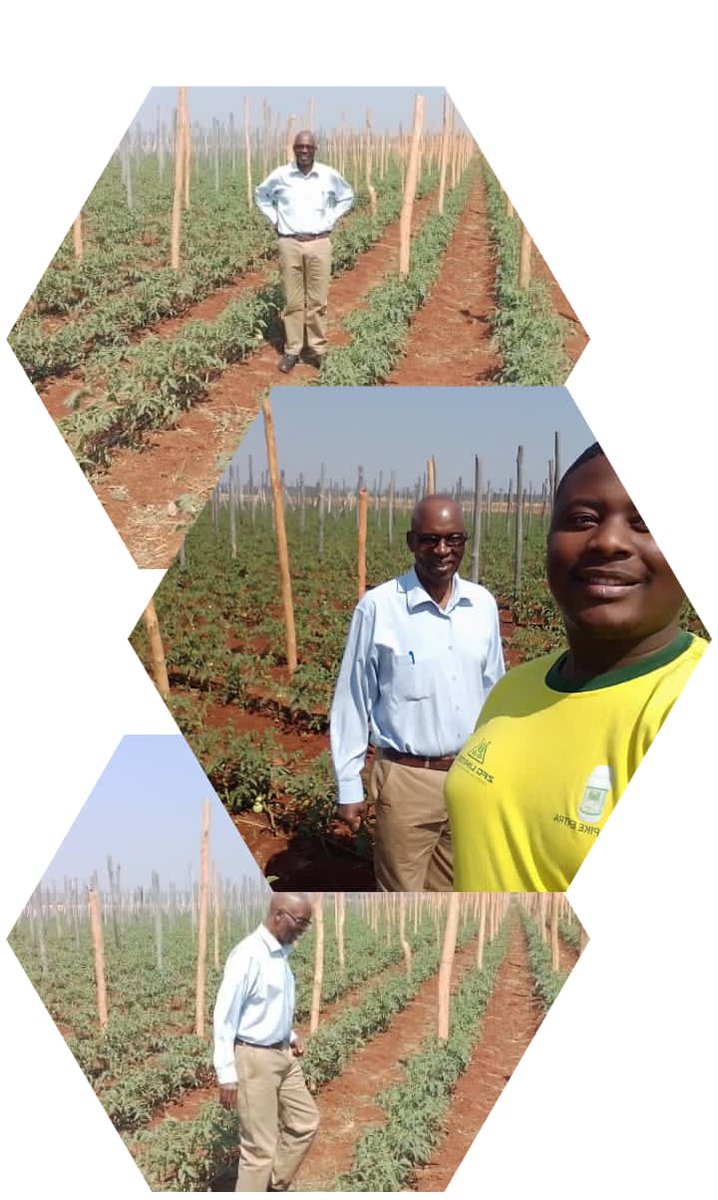 Crushing on Mr. P. Chingono's farm in Chakari, Chegutu. He is  growing open field tomatoes using ZFC Vegetable blend, Quick/Best Range and Potato Supertop. #HelpingYouGetaBetterCrop