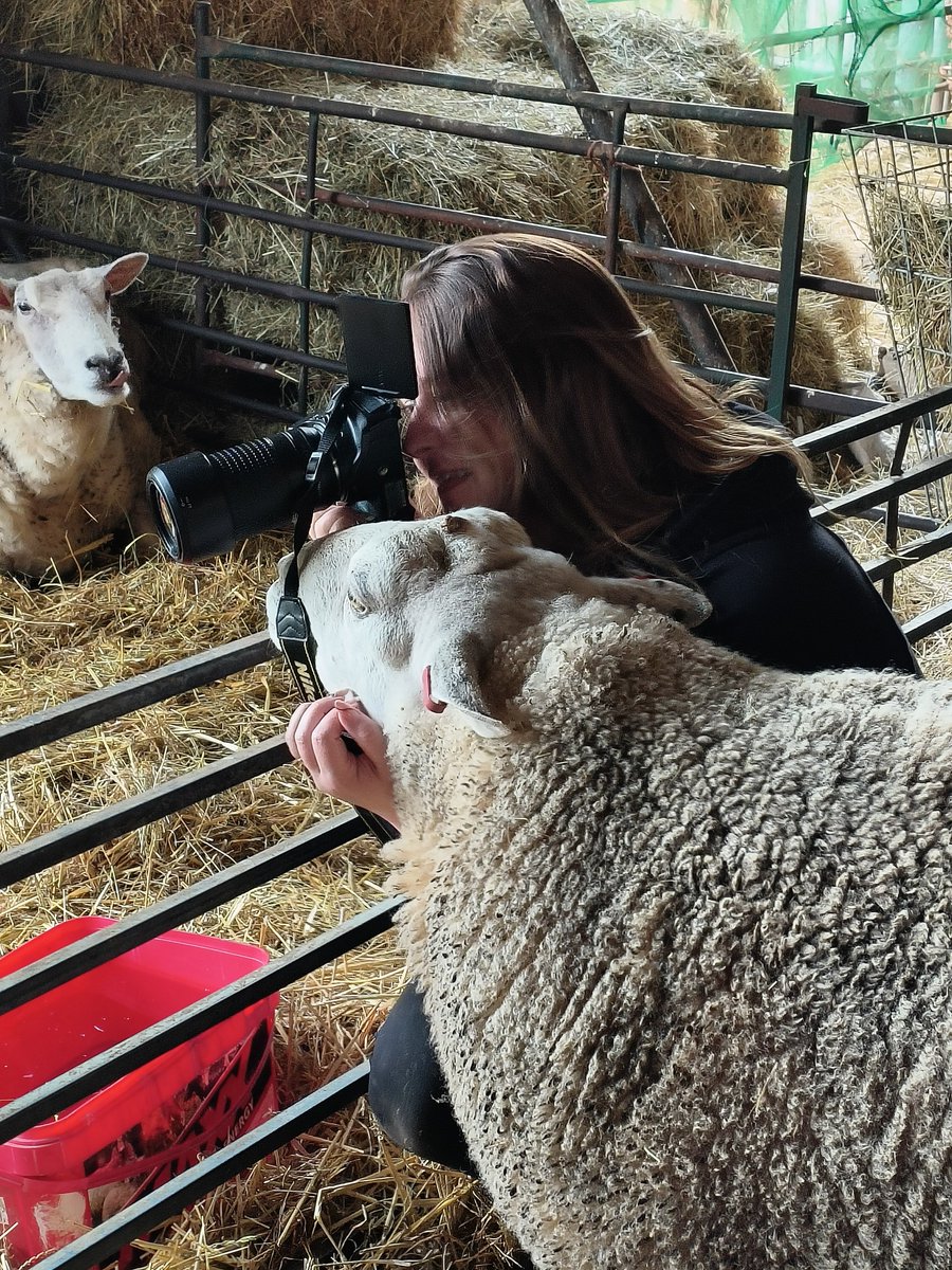 fars_sanctuary's tweet photo. #BigMandy just ADORES a visitor 🤪👑! When lovely Friends Not Food Photography popped in to the sanctuary for a photoshoot, Mandy was first to meet &amp; greet, &amp; offer a helping hoof/snoot 📸🐑🤗 Our friendly, feisty girl never disappoints ❤️😀 https://t.co/7J0lJvgFYU
