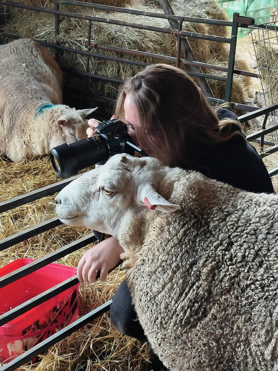 fars_sanctuary's tweet photo. #BigMandy just ADORES a visitor 🤪👑! When lovely Friends Not Food Photography popped in to the sanctuary for a photoshoot, Mandy was first to meet &amp; greet, &amp; offer a helping hoof/snoot 📸🐑🤗 Our friendly, feisty girl never disappoints ❤️😀 https://t.co/7J0lJvgFYU