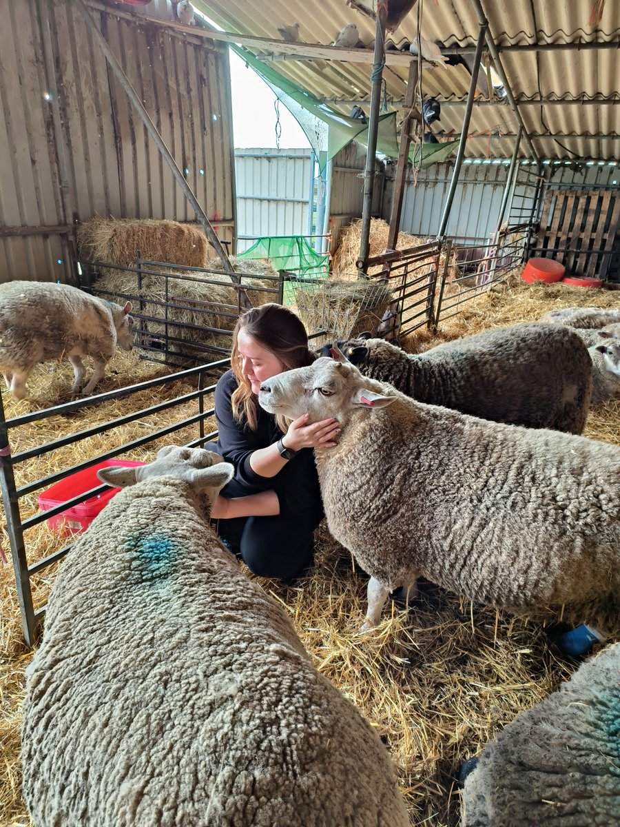 fars_sanctuary's tweet photo. #BigMandy just ADORES a visitor 🤪👑! When lovely Friends Not Food Photography popped in to the sanctuary for a photoshoot, Mandy was first to meet &amp; greet, &amp; offer a helping hoof/snoot 📸🐑🤗 Our friendly, feisty girl never disappoints ❤️😀 https://t.co/7J0lJvgFYU