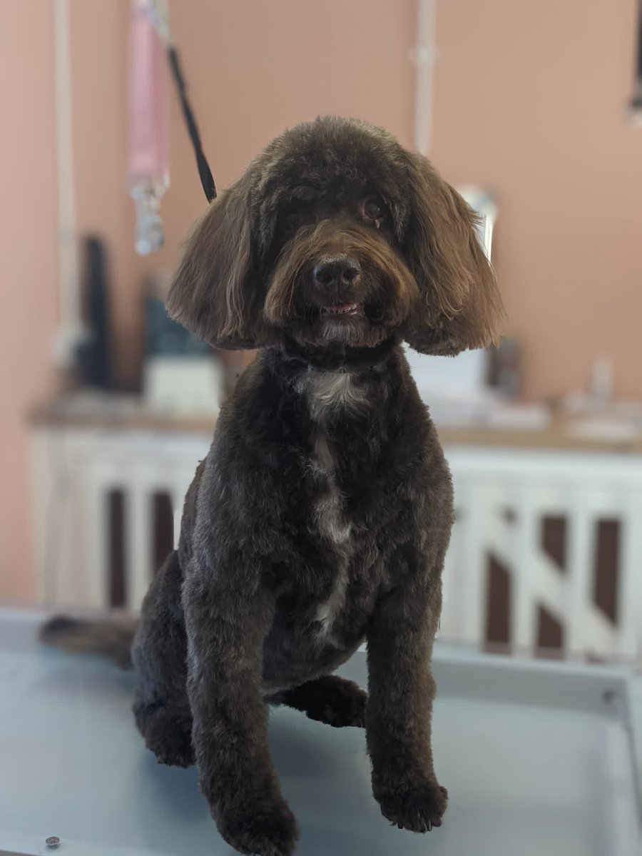 MaddysMutts's tweet photo. Lilly groomed by Sam, we left her a length longer for the winter months. I think she looks fab! https://t.co/1GiyZEIr9s