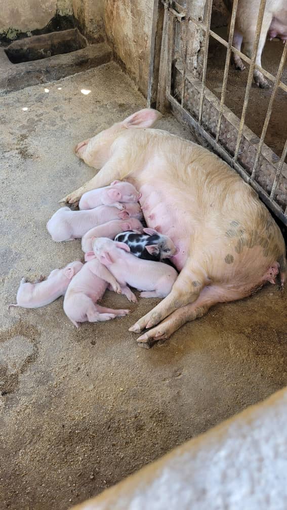 Sir Jay-Tee tweet media