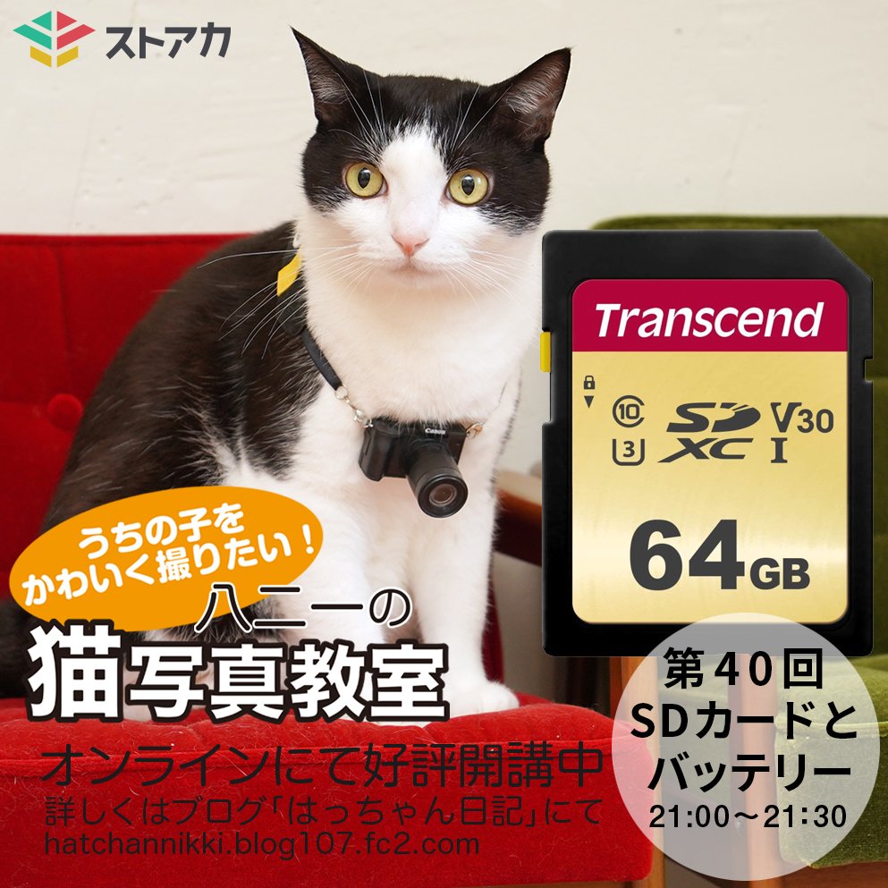 激安特価品 はっちゃん 等身大 廃盤 猫の 入手困難 はっちゃん日記 キャラクターグッズ