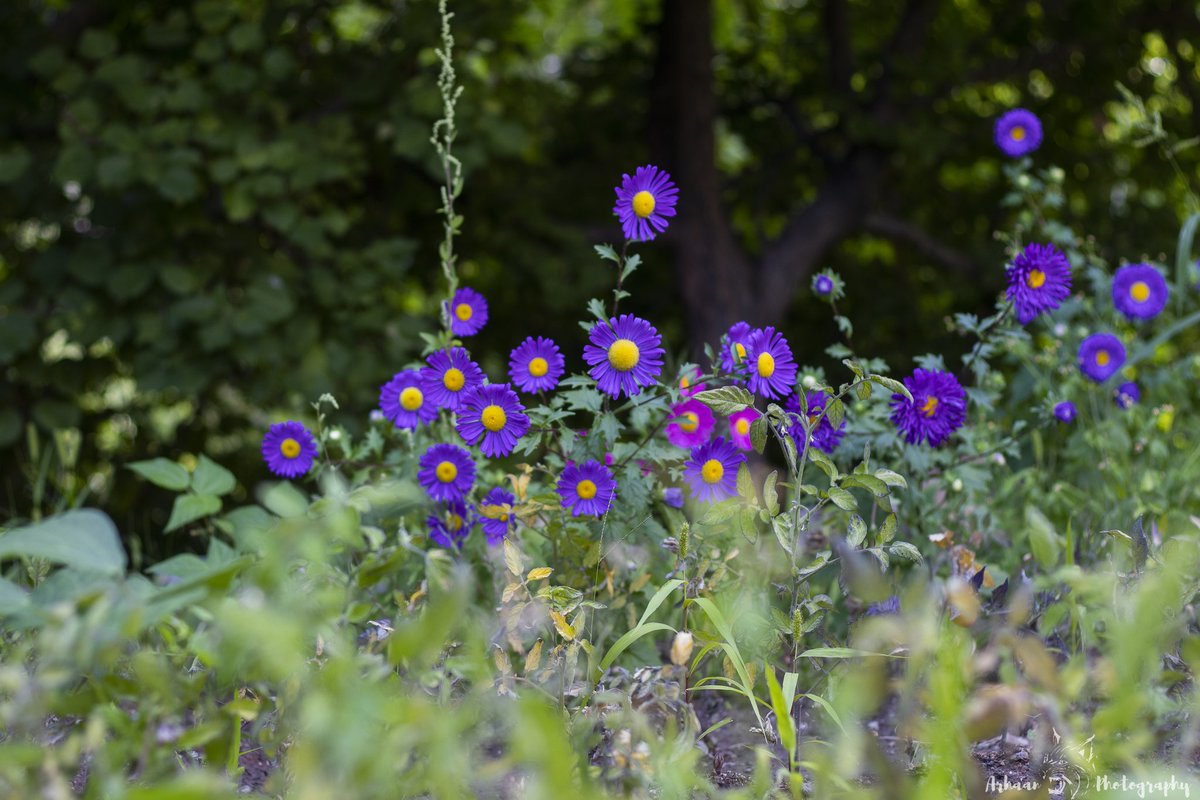 As far as what I do love,

 I love birds; I love lavender. 

Inframe: Alpine Aster

Local Name: Skalzang Mentok
#hanu
#peace
#lehladakh
#travelling
#lehladakh
#blossom
#blossoms
#waterfall
#flowers
#leh
#sunsetreels
#flowerphotography
#reels
#aryanvalley
#floweroftheday