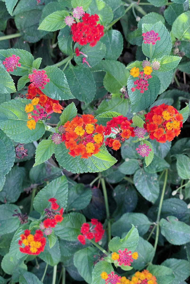 YBergerGirl tweet media