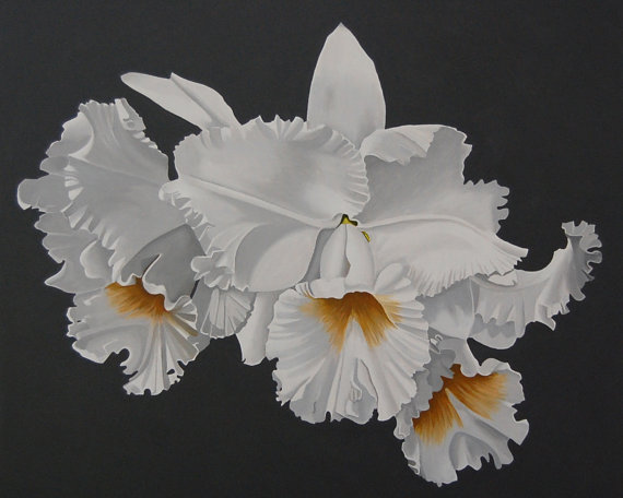 eurekaguides's tweet photo. Frilled Orchid Print 8x10 Monochromatic https://t.co/w4oeUuU6gi via Etsy https://t.co/q6QdmJ709n