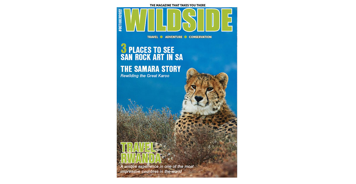 WildsideM's tweet image. San Rock Art sites, Travelling one of the most impressive countries in Africa, Re-wilding the Great Karoo and a one-of-a-kind Cape safari experience - these are some of the articles  in our October edition.
wildsidesa.co.za/october-2022/