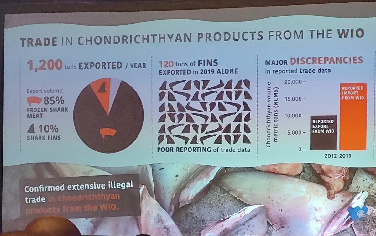 Shocking stats from the upcoming WIO Regional Shark Status Report: 120t of dried shark fins are exported from the WIO/year,  equivalent to ~3 boeing 737 planes. That doesn't include illegal exports we know are happening. Effective management is urgently needed.
#WIOMSA2022