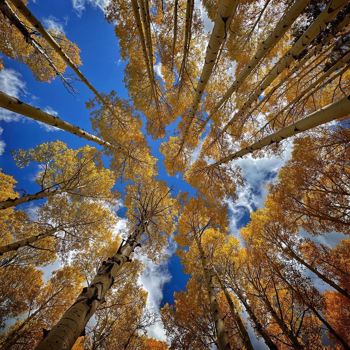 Aspen glory today, nearing peak color in parts of the San Francisco Peaks—the highest mtns in Arizona—get outside this week! #azwx #getintotheoutthere @ArizonaTourism
@ThePhotoHour @WeatherNation
https://t.co/vwLFSGYUxK
@apple #shotoniPhone14pro https://t.co/EtbWUYCSSG