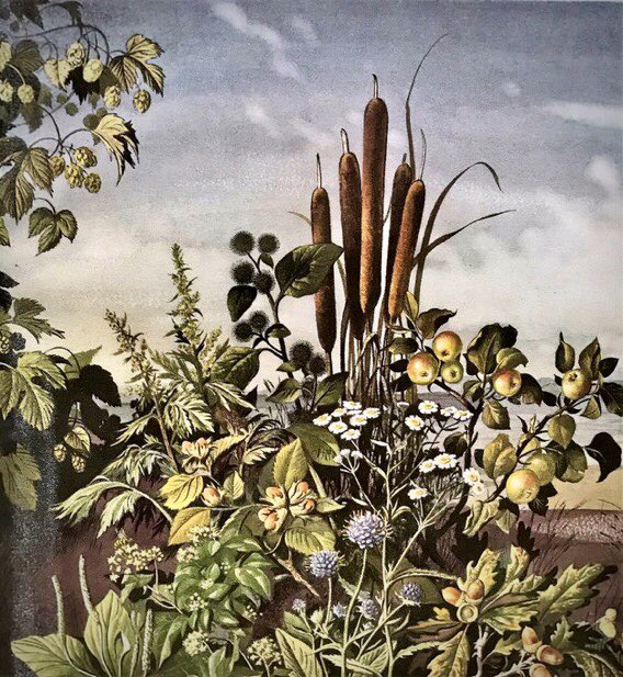 LBFlyawayhome's tweet photo. Other work by the Ladybird artists. 
Shell Guide: Flowers of the Countryside. ‘October’
#EdithHilder #RowlandHilder https://t.co/X2mg6mhPUr