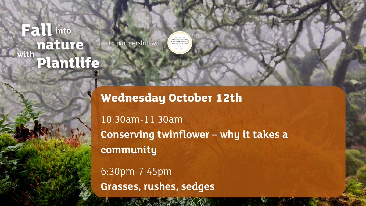 PlantlifeScot's tweet photo. Are you ready for day 3 of #FallintoNature with Plantlife! Today we have a delightful talk on the community efforts of saving twinflower in the Cairngorms and an introduction to identifying grasses and sedges. More info and other events here: https://t.co/iWatL4oGQJ https://t.co/Ya842CwFDK