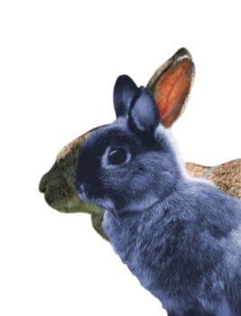 RabbitRWAF's tweet photo. Today, so many animals are bred solely for their looks, which causes many health complications in certain breeds.
 
We prioritise looking ‘cute’ over health, and while there is a market for flat faces and lopped ears, breeders will continue to breed deformed animals. https://t.co/zcpFLlszm4