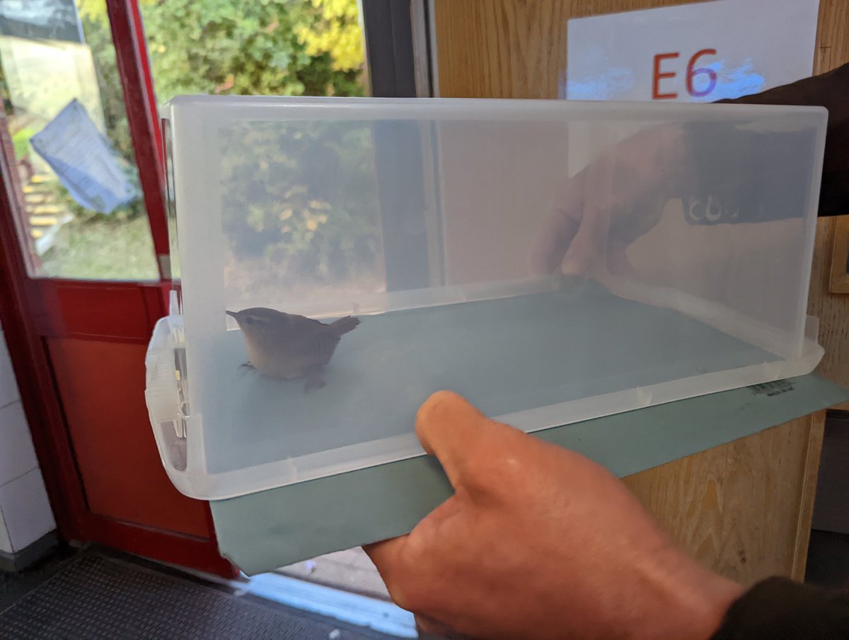 Neither the nightingale nor the lark, this morning a tiny wren in <a href="/RatchRachel/">Rachel Douglas</a>'s cupboard. This early bird caught us by surprise.