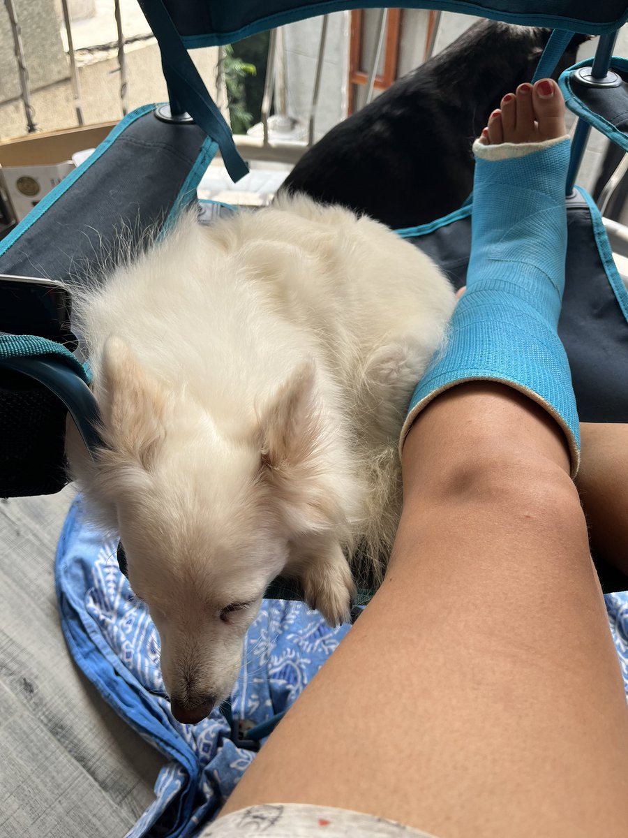 apawfive's tweet photo. Tallulah a.k.a. Chhotu Bomb looking after mom in her own sweet way. ❤️

#adoptdontshop #adopteddog #deafdog #spitz #doglovers #dogparent #apawfive https://t.co/6tW9wz1x4t