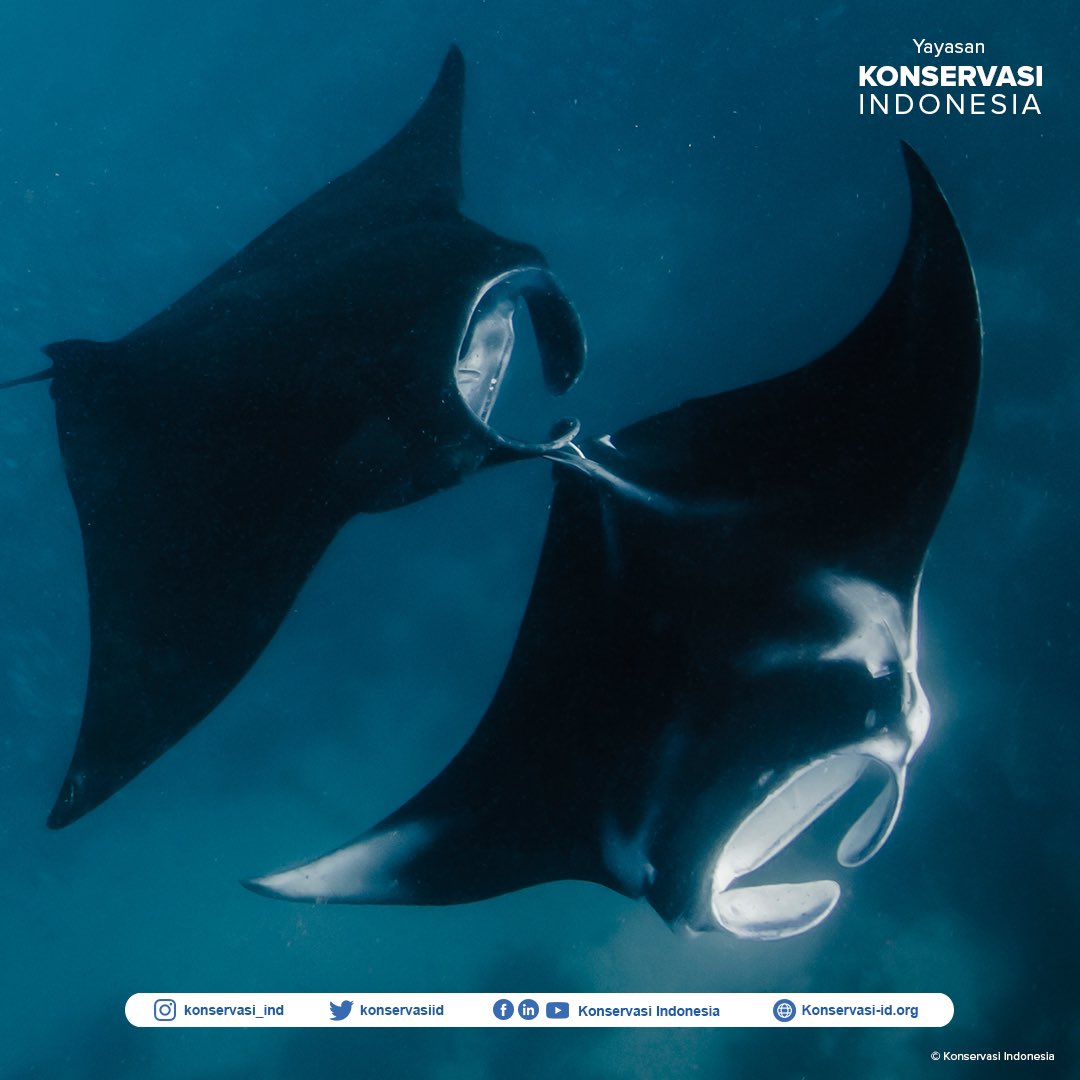 KonservasiID's tweet photo. Halo Sahabat Konservasi.
Sudah tahu belum kalau #RajaAmpat merupakan daerah habitat pembesaran #parimanta karang pertama yang terkonfirmasi secara ilmiah di Dunia? https://t.co/Xu71byJ9TZ