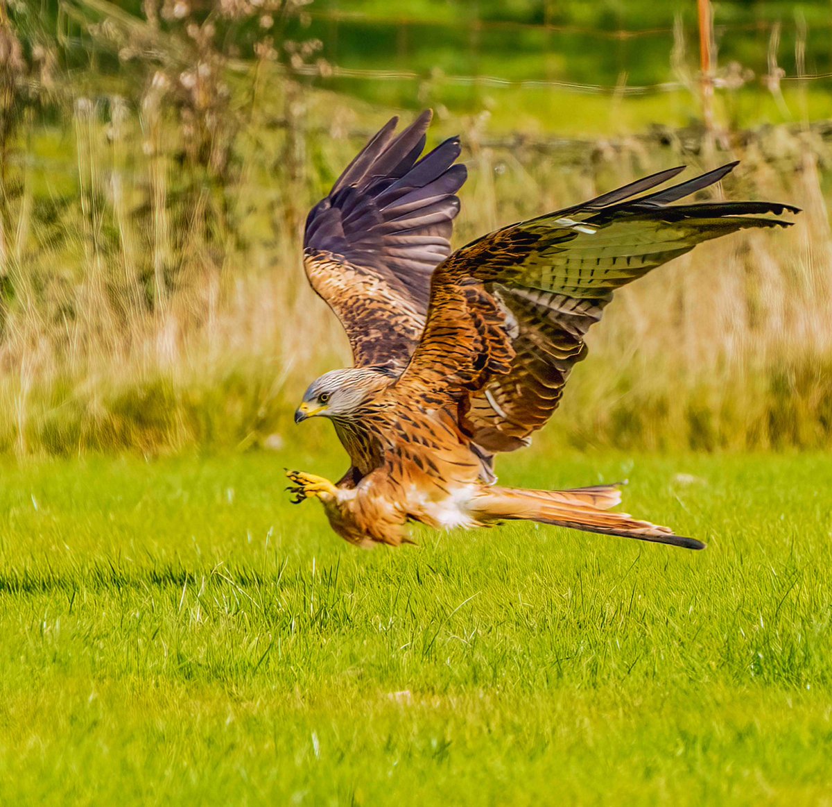 Paul Watkins on Twitter "Red Kite comes in for the kill Natures_Voice