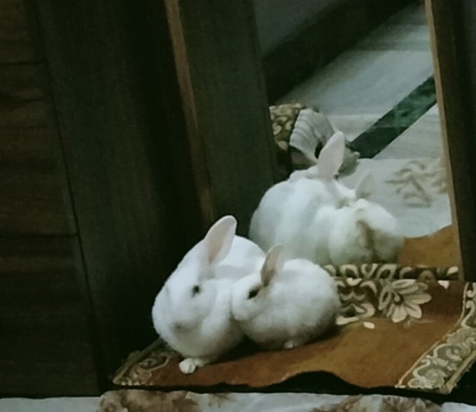 seaweed_tan's tweet photo. The small one passed away on 15the July'22. I'm grateful for the beautiful & sweet memories spent with him. He'll remain forever in our heart.
And this doggo survived parvo and is growing well healthily ๐๐
#PetsWithJimin https://t.co/8ZLka3nU66
