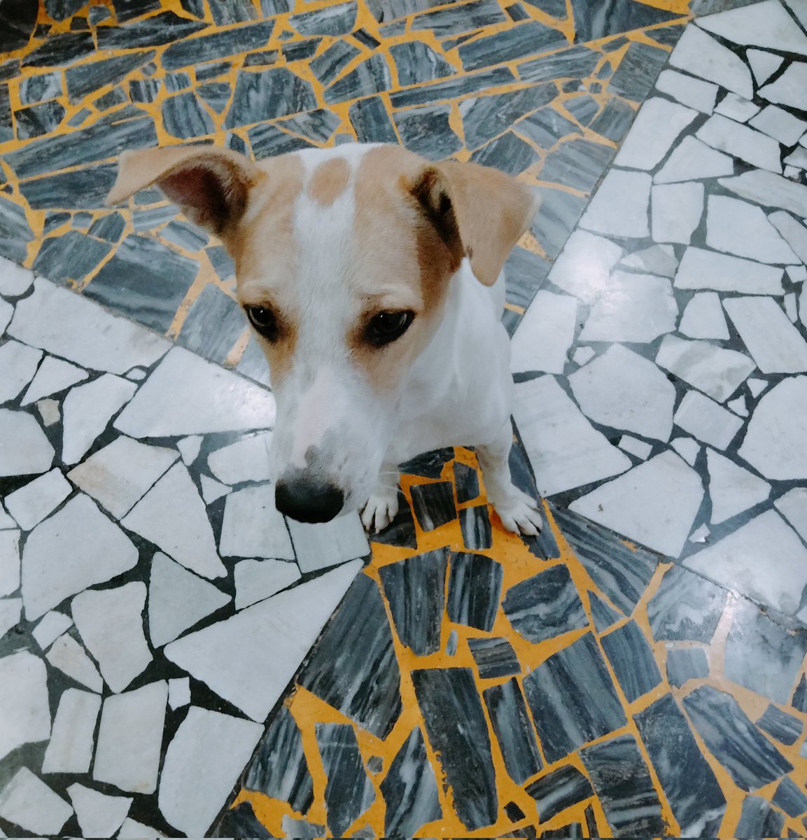 seaweed_tan's tweet photo. The small one passed away on 15the July'22. I'm grateful for the beautiful & sweet memories spent with him. He'll remain forever in our heart.
And this doggo survived parvo and is growing well healthily ๐๐
#PetsWithJimin https://t.co/8ZLka3nU66