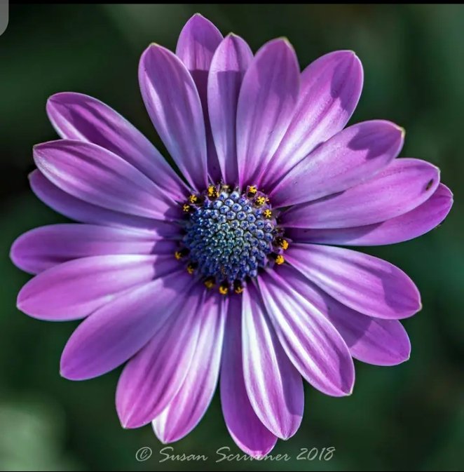 mariya7225's tweet photo. Purple 💜💜 https://t.co/LkZclLdUfT