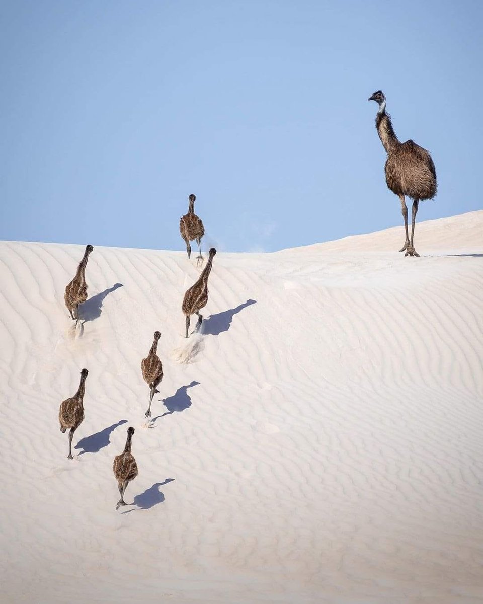#Emus running on the sand dunes near #Cervantes   #CoralCoast #WA
📸Marco Kraus