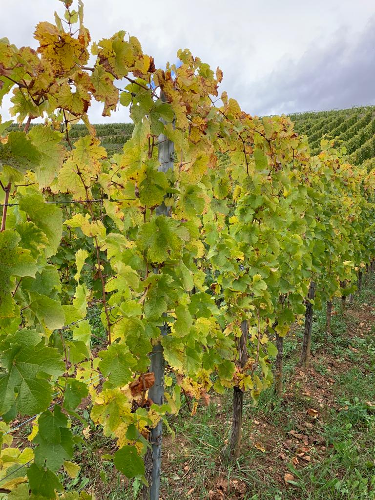 Autumn colours at #EmileBeyer 🍂
#drinkalsace #alsacerocks #Eguisheim