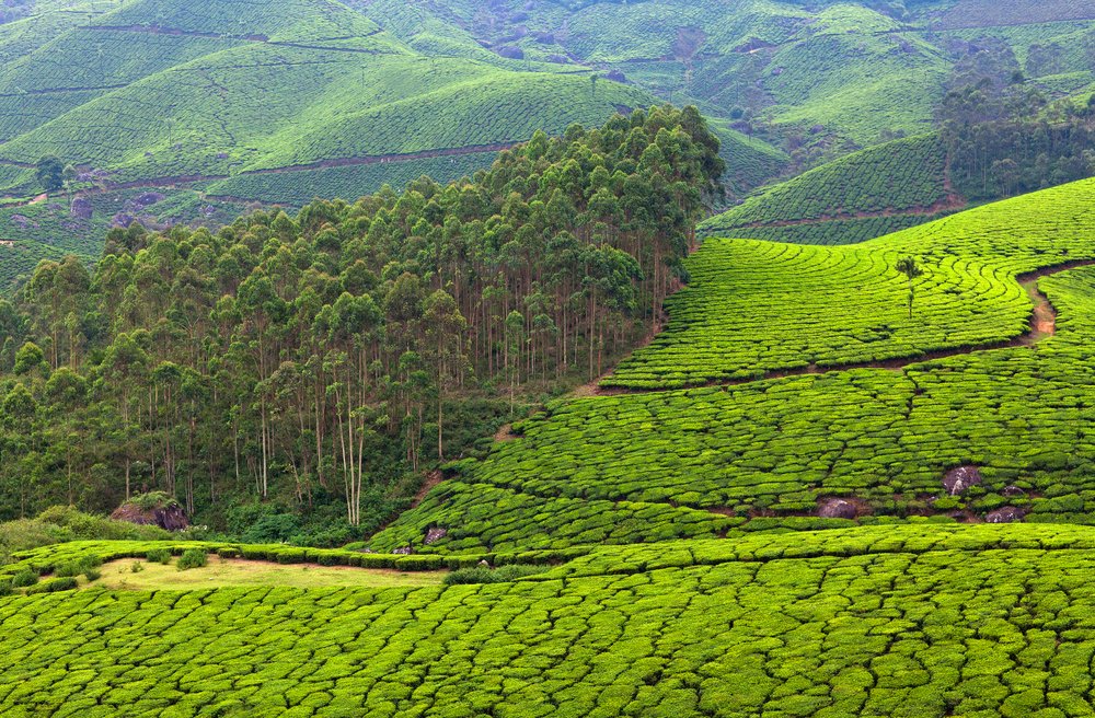 KeralaTourism's tweet photo. Bundesliga, EPL &amp; now Kerala.

We in Kerala are as mad about football as you, Tuchel. So welcome home. May we present the relaxing backwaters of Alappuzha and the hills of Munnar to cool your heels and mind before you head home.

#FootBall #ThomasTuchel #KeralaFootBall https://t.co/8ETtBjrd2D