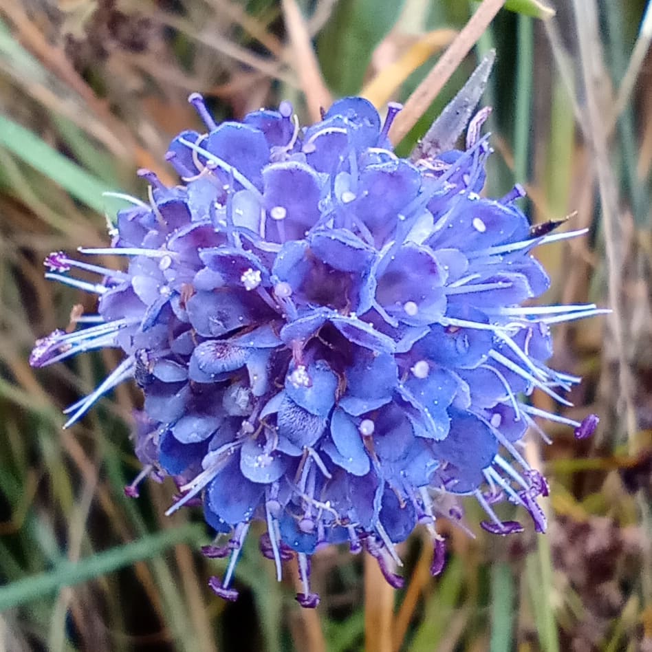 PerthshireWild's tweet photo. Still in flower! #DevilsbitScabious - once used to treat skin conditions & the 🐝 ♥️ it. What a useful plant & we have a couple in pots in #CelticaWildflowers #peatfree wildflower nursery. @BiodiversityPs @angusenvironews @growbizscotland @Perth_Greens @PlantlifeScot @PKCTrust https://t.co/7TpMX0VSaz