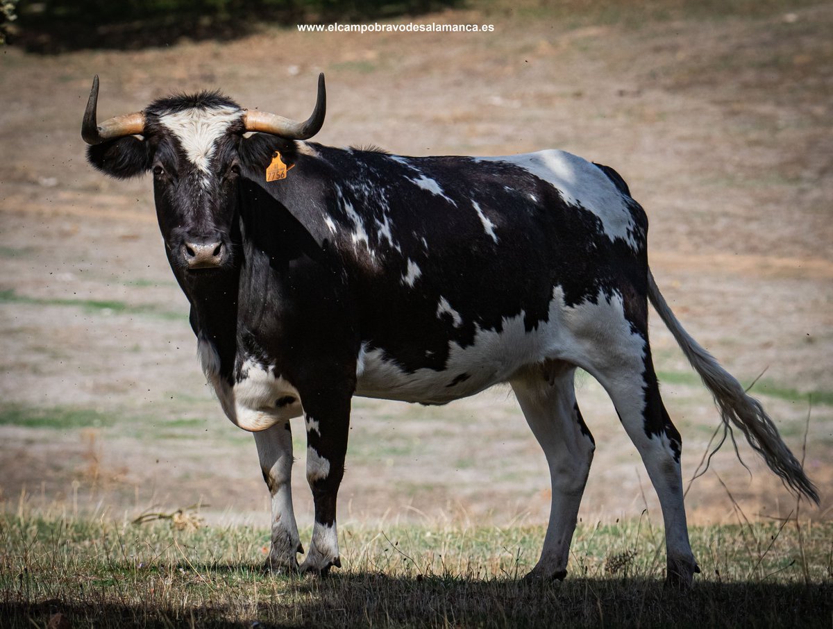 salamancartvaldia.es/noticia/2022-1…