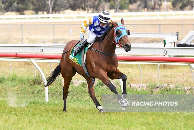 chan_racing's tweet photo. #Vanderland #10th #winner #Aus #HK #Trainer #HomeTown #Stawell #MeansALot#Just #HangOn  #Terry #DrinkBeer #Thanks #AlanaLee #Support #🍻🍻🍻 #🥇 #香港 #練馬師 #辛苦你啦 #獸醫 #又記一功 #好運 #賽前馬蹄問題好轉 #發績地 #贏馬 #老闆 #飲啤酒 #高駿馬業 https://t.co/eeDfjCqUU0