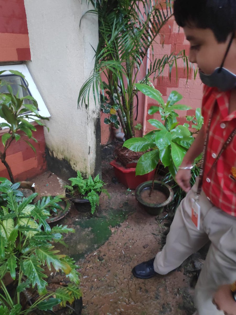 SAI_Edu_In's tweet image. SAIoneers of Class VI went for field observation today to gain some hands-on knowledge about the classification of plants on the basis of their height, kinds of branches and types of roots.
#FieldObservation
#HandsonLearning
#ExperientialLearning