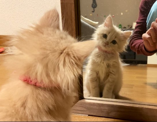 Bellsuzuchannel's tweet photo. 初めて鏡に映った自分の可愛さに気づいてしまった子猫 https://t.co/CrsWzSs2PQ