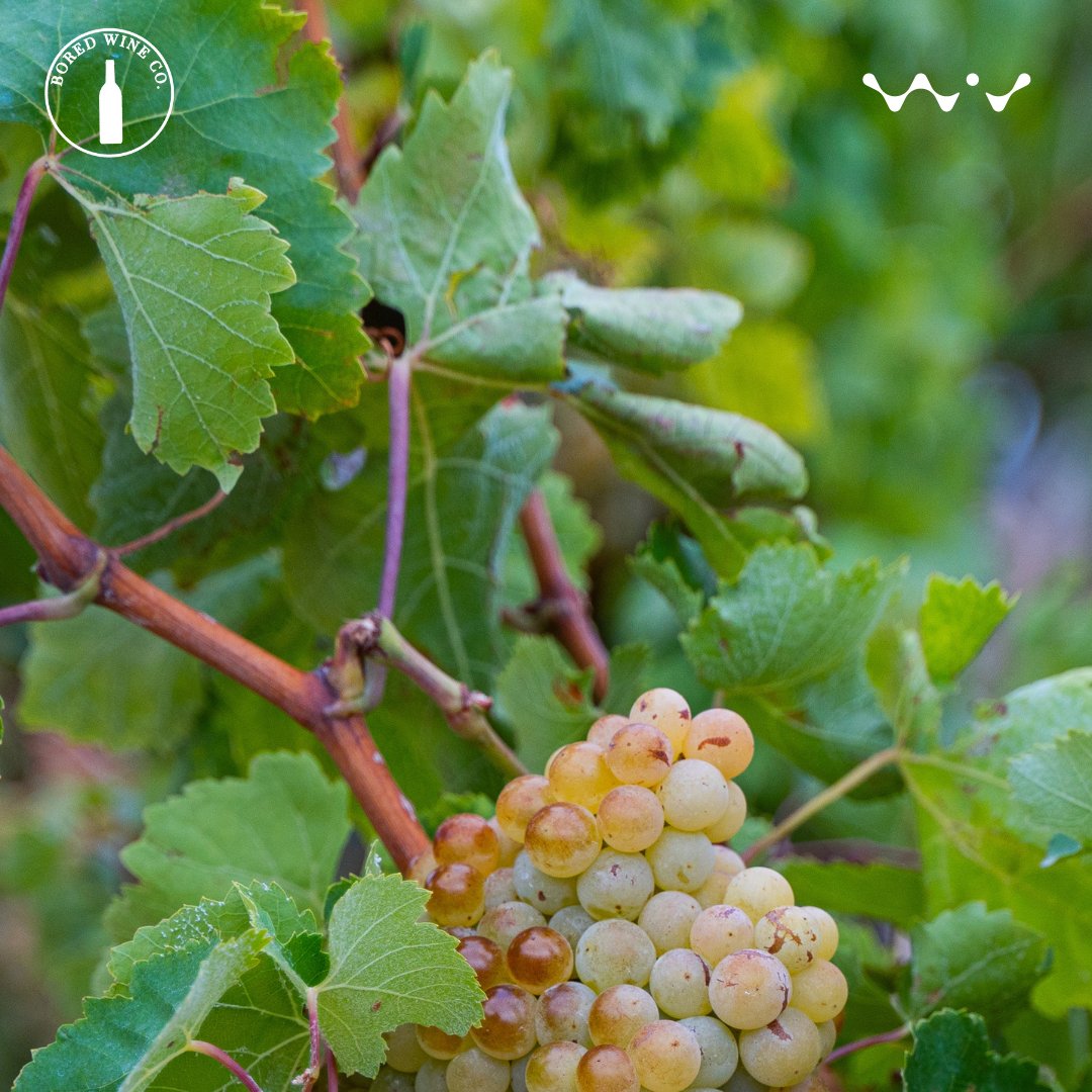 BoredWine's tweet photo. GM Wine lovers

#wine #finewine #bored #winelover https://t.co/RY1mOWktSR