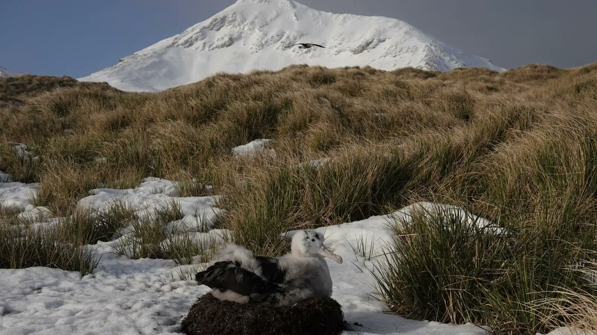 Do you remember Little Bernard? This Wandering #albatross chick was the first to hatch on Bird Island this year. Bernard, is now 222 days old and is rapidly losing its fluffy down to make way for juvenile plumage. #AlbatrossStories 📸: Erin Taylor