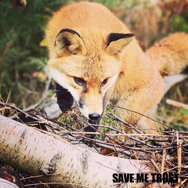 🦊The frugal fox 

Foxes will eat pretty much anything – rats, rabbits, field voles and berries, to earthworms, insects, and fruit. But foxes don’t waste food. If they find or kill more than they can eat, they bury it.

Find out more here: ow.ly/iX4J50L7KcV