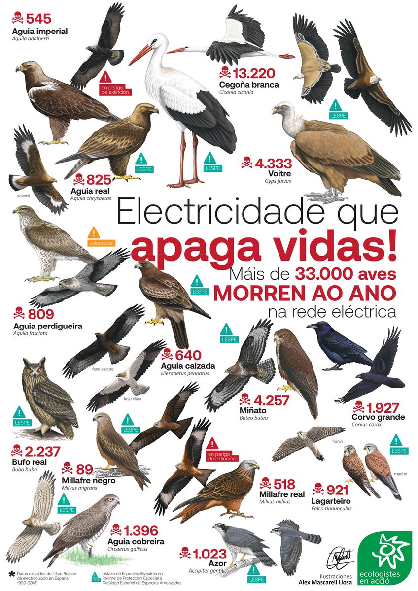 🚨A electrocución das aves é un problema global que se viu agravado pola demanda de enerxía en moitas rexións do mundo, pero principalmente porque se implantaron liñas eléctricas sen medidas de seguridade en lugares que ata hai pouco ⤵️
