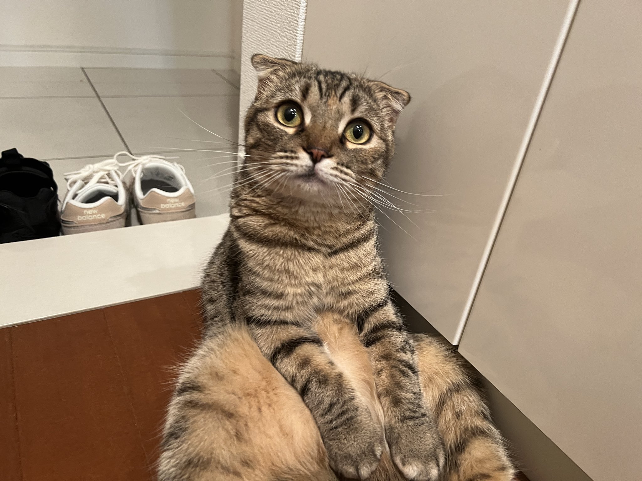 まつたけ (matsutake_cat) / Twitter