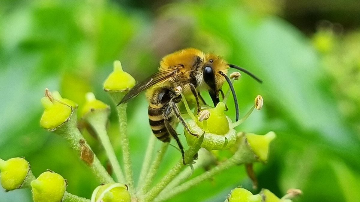 The Ivy Bee has been spotted in Co Wicklow for the first time! If you're on the Wicklow coast - please keep an eye out and let us know if you spot it. We'll need a photograph for validation @BioDataCentre