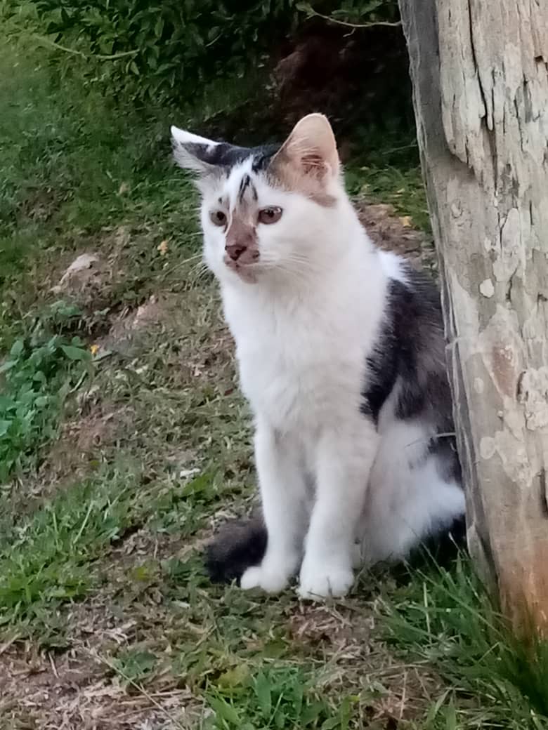 minggukieloml's tweet photo. let me join the trending too ๐ฅน#PetsWithJimin https://t.co/BCuurh9YKV